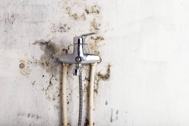 Certified Mold Removal in Lake Mills, IA