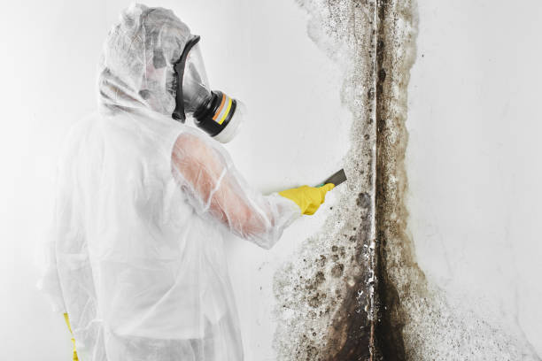 Best Attic Mold Removal  in Lake Mills, IA