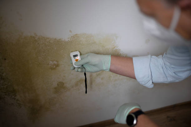 Best Professional Mold Removal  in Lake Mills, IA