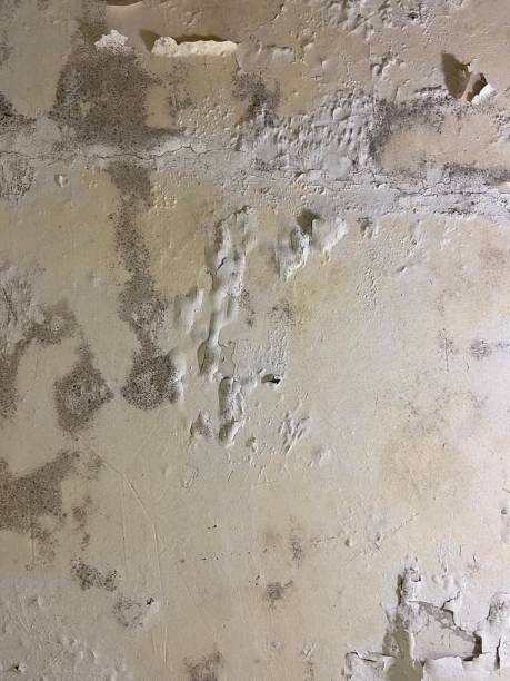 Best Mold Testing and Removal  in Lake Mills, IA